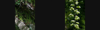 [Images]
